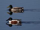 C Lower Klamath NWR 010